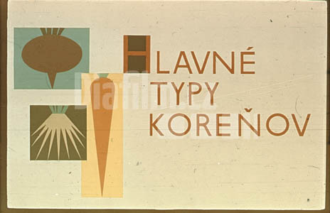 Hlavní typy kořenů