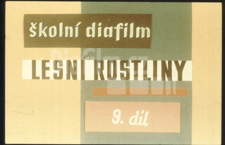 Lesní rostliny IX.