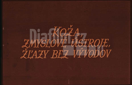 Kůže, smyslové ústrojí, žlázy bez vývodů