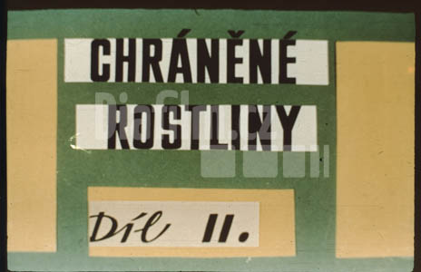 Lesní chráněné rostliny II.