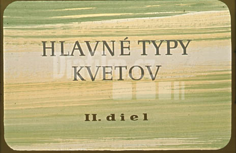 Hlavní typy květů II.