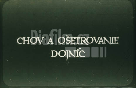 Chov a ošetřování dojnic