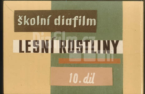 Lesní rostliny X.