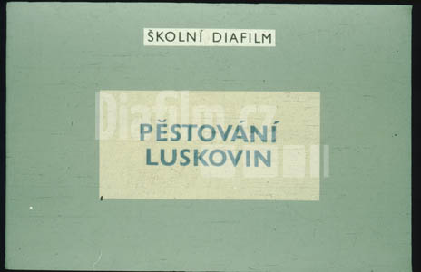 Pěstování luskovin