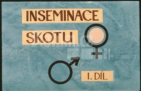 Inseminace skotu I.