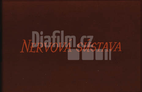 Nervová soustava