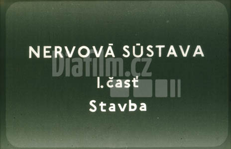 Nervová soustava I. Stavba