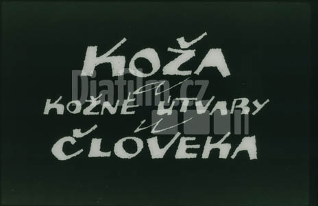 Kůže a kožní útvary u člověka