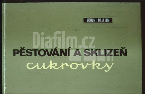 Pěstování a sklizeň cukrovky