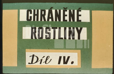 Lesní chráněné rostliny IV.