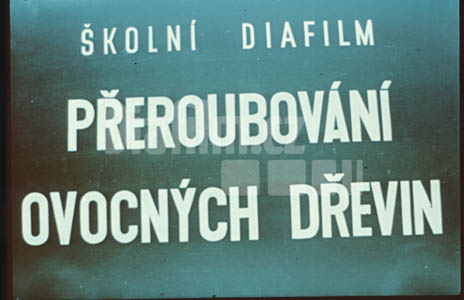 Přeroubování ovocných dřevin I. Vlastní přeroubování