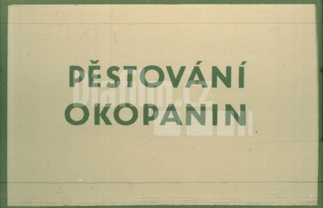Pěstování okopanin
