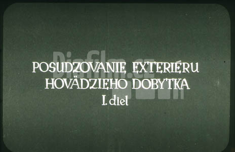 Posuzování exteriéru hovězího dobytka I.