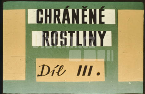 Lesní chráněné rostliny III.