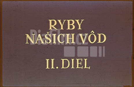 Ryby našich vod II.