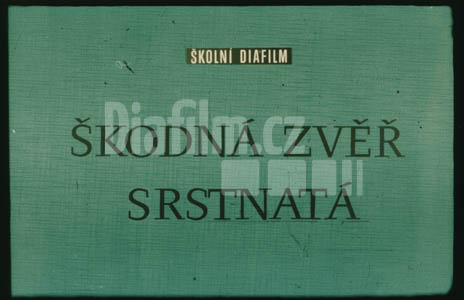 Škodná zvěř srstnatá