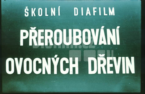 Přeroubování ovocných dřevin II. Oštřování přeroubovaných stromů