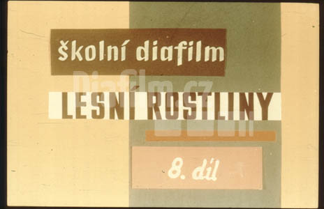 Lesní rostliny VIII.