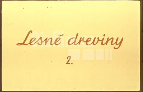 Lesní dřeviny II.