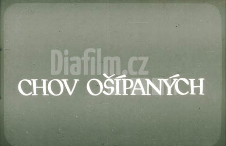 Chov vepřů