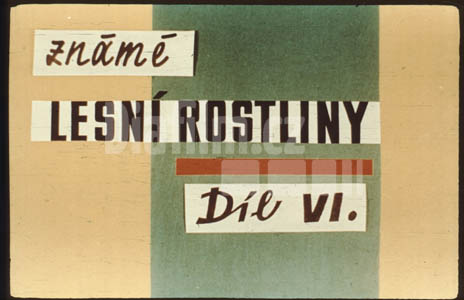 Lesní rostliny známé VI.