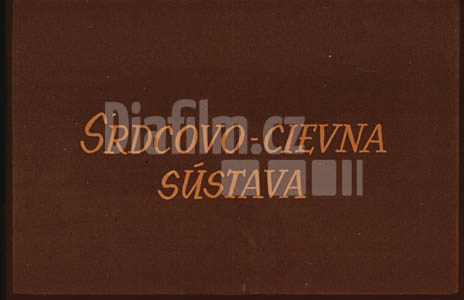Srdce-cévní soustava