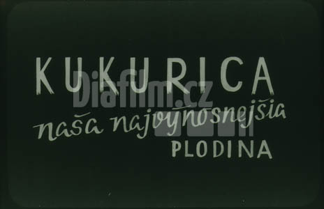 Kukuřice - naše nejvýnosnější plodina