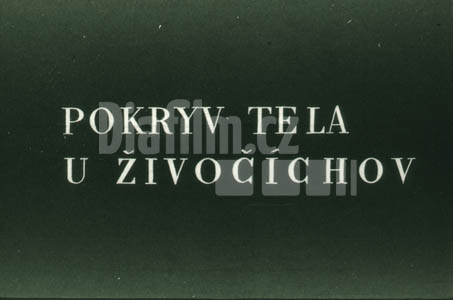Kryt těla u živočichů