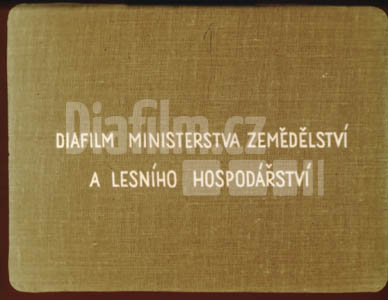 Pěstováni rybízu I.