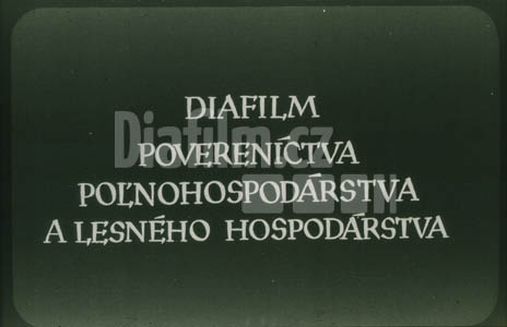 Posuzování exteriéru ovcí