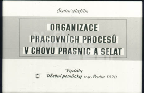 Organizace pracovních procesů v chovu prasnic a selat