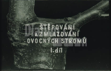 Štěpování a zmlazování ovocných stromů I.díl