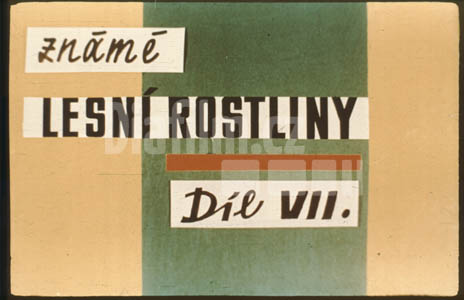 Lesní rostliny známé VII.