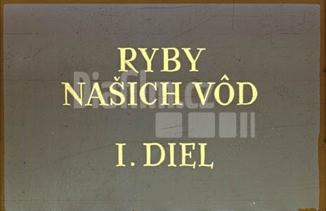 Ryby našich vod I.
