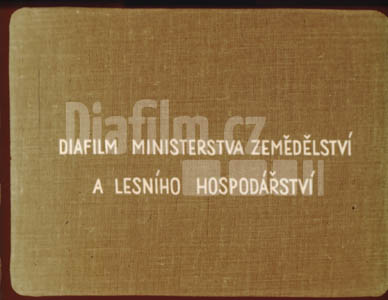 Pěstováni rybízu II.