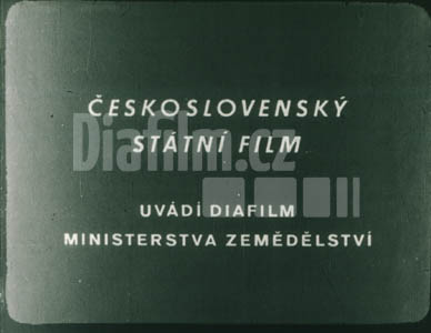 Krmné okopaniny