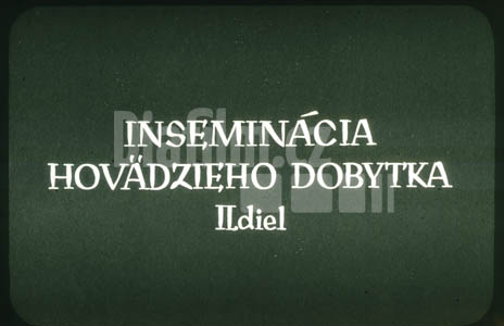 Inseminace hovězího dobytka II.