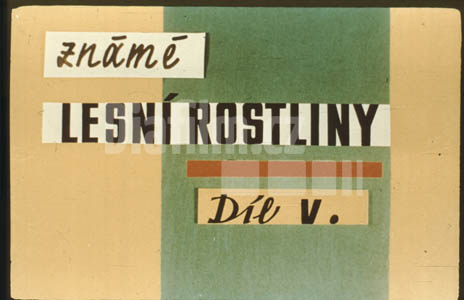 Lesní rostliny známé V.