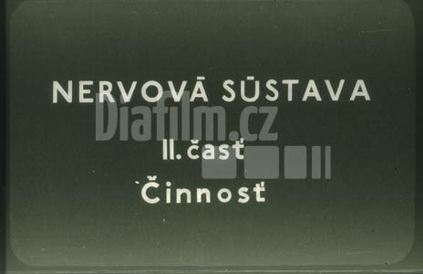 Nervová soustava II. Činnost