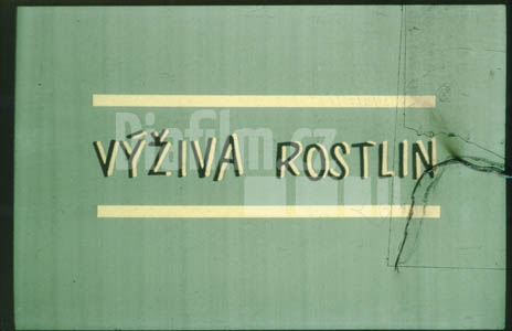 Výživa rostlin