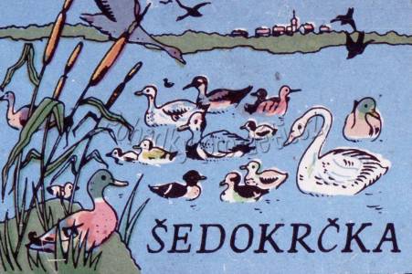 Šedokrčka