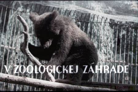 V zoologické zahradě
