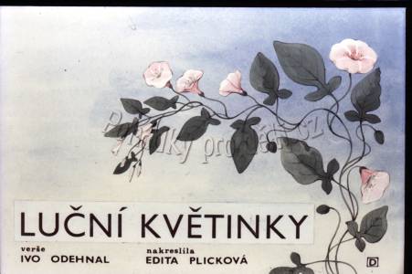 Luční květinky