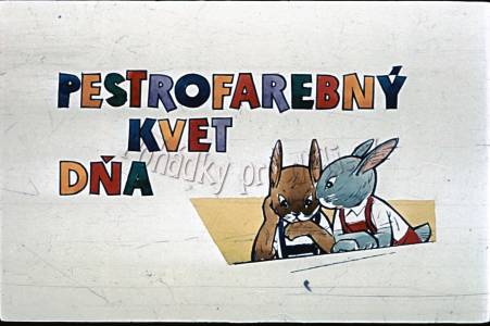 Pestrobarevný květ dne