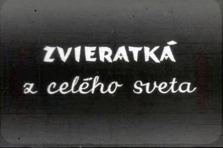 Zvířátka z celého světa
