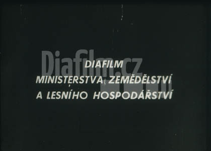 Zásady správného krmení skotu