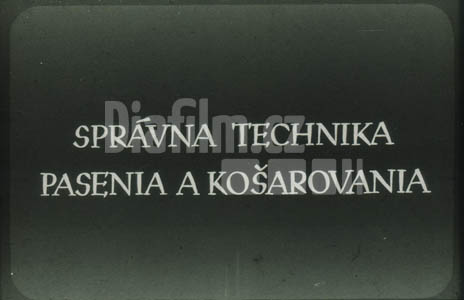 Správná technika pastvy a košárování